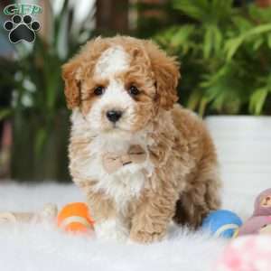 Blake, Maltipoo Puppy